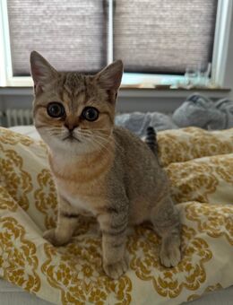 Katze bkh kitten - Bremen