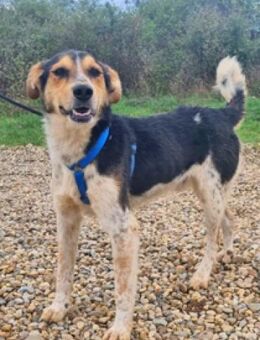 Henner ist einfach klasse - ein Schatz - Schwarmstedt