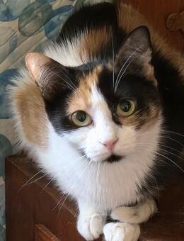 🐱 Bambi sucht Geborgenheit 🐱NOTFALL - Eislingen (Fils)