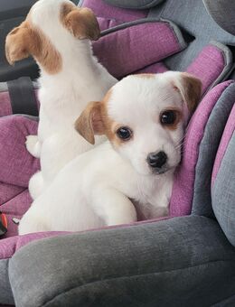 ❤️ Jack Russell welpen ❤️ - Bobitz