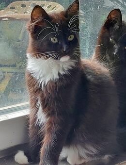 Kitten / Katerchen - Neudenau Zentrum