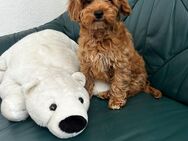 Maltipoo 1 Mädchen - Rostock