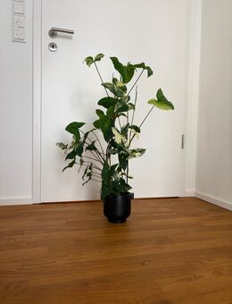 Syngonium podophyllum Variegata - Ludwigshafen (Rhein)