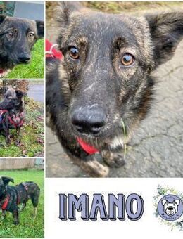 IMANO * vorsichtiger Schatz - Duisburg