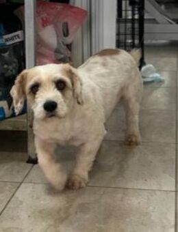 Rico, allerliebster Hund sucht Familie - Unterföhring