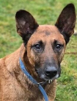 BELLA 3 sucht Familienanschluss - Gefrees