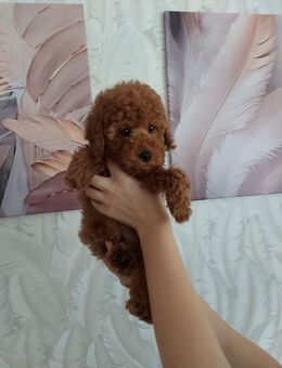 Toypudel Welpen Stammbaum - Kaufbeuren