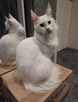 Main Coon Katze - Hannover Misburg-Anderten
