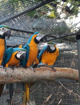 Gelbbrustara aus Hobbyzucht - Groß Miltzow