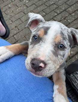 American Bully Puppies - Liebenburg