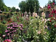 Bauernrosen Alcea rosea Stockrosen Samen bunte Mischung - Kall