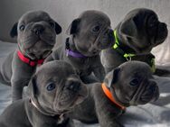 Französische Bulldogge Welpen Blue Silver Farben - Eystrup