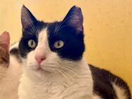 Andreas, netter Schmusekater, ca. 4 Jahr - Vaterstetten
