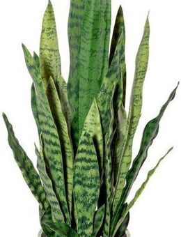 Künstliche Zimmerpflanze Sanseveria Sukkulente, Creativ green, Höhe 70 cm