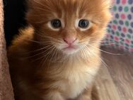 Main Coon Kitten - Hattersheim (Main)