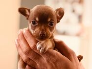 Bueno sucht einen neuen Dosenöffner - Düsseldorf
