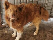 Moshu sucht ein nettes Zuhause - Blankenheim (Nordrhein-Westfalen)