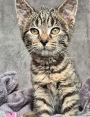 Katzenkinder, Babykatzen in 12524