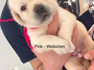 Reinrassige Labrador Welpen - Bergheim (Nordrhein-Westfalen)