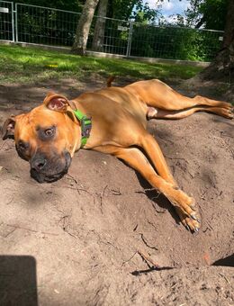 Liebenswerter Rüde 2 Jahre - Hamburg