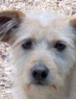 Tramp 3 -braucht Vertrauen- - Oldenburg