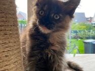 Maine Coon Kitten Mädels - Ochtrup