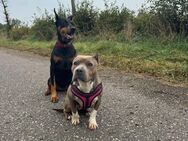 American Bully Dame sucht neues Zuhause - Neumünster Innenstadt
