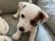 Reinrassige Welpen Jack Russell Terrier. - Erlangen