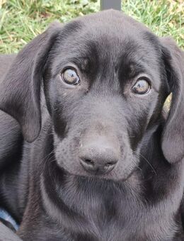 Weimaraner Mix Mädchen zu verkaufen - Zehdenick