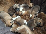 American Akita Welpen - Neuötting