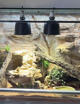 Zwergbartagame mit Terrarium (Glas) - Moers