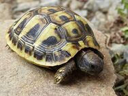 Griechische Landschildkröten Babys NZ 2024 - Velbert