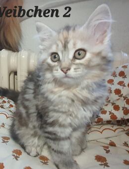 Sibirische waldkatze kitten katzen - Berlin