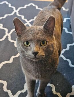 Russisch Blau Deckkater - Landau (Pfalz)