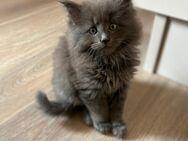 Main Coon katzenbaby - Rosbach (Höhe)