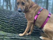 Emily🧡🧡🧡sucht Herzensmenschen - Bad Karlshafen