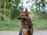 Jimmi, neugieriger Schäferhund (Mix?), 7 - Vaterstetten