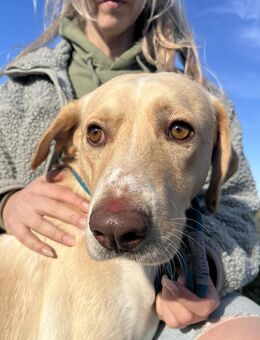 Jóska - ein Hund zum Verlieben - Köln