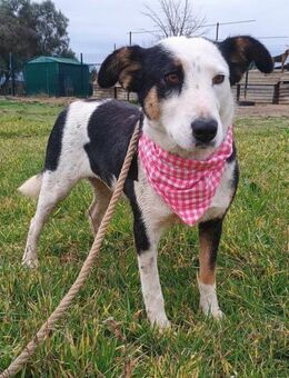 LOUISA - tapfere, freundliche Hundedame - Aerzen
