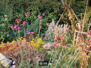 Schmalblättrige Riesen - Nelke (Dianthus giganteus) - Horgenzell