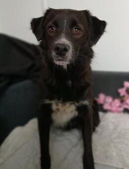 ✨ Neugieriger Junghund Gent 🐾 - Eislingen (Fils)