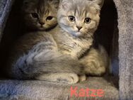 BKH Kitten - Jüterbog Zentrum