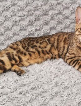 Bengal-Katze - Frankfurt (Main)