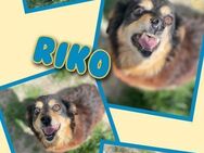 Lieber Senior Riko sucht Familie! - Nürnberg