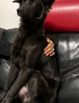 Labrador-Mischling - Hannover Kirchrode-Bemerode-Davenstedt