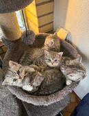 Zauberhafte Babykatzen British Kurzhaar in 21337