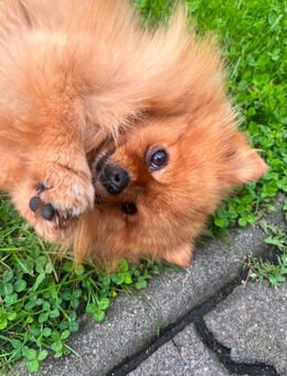 Mini Pomeranian Hündin - Berlin Charlottenburg-Wilmersdorf