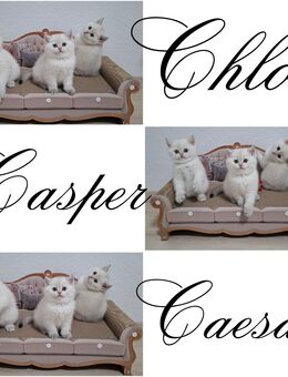 Reinrassige Bkh Kitten in seltener Farbe mit Stammbaum - Tuttlingen