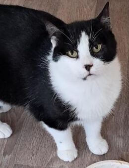 🐾 Liebevolle Mimi sucht Geborgenheit 🐾 - Eislingen (Fils)