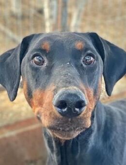 Robber, geb. ca. 08/2024, GRIECHENLAND - Euskirchen
